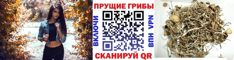 Купить  Гдов  Галлюциногенные грибы мицелий 